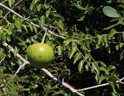 Image result for Strychnos innocua