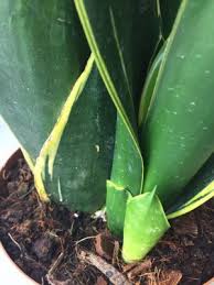 Peygamber kılıcı veya diğer adıyla paşa kılıcı özellikleri boyu bir metreyi geçtiğinde istenilen dileğin gerçekleştiğine inanılır. Kilic Cicegi Bakimi Puf Noktalari Nelerdir Cicekal Net