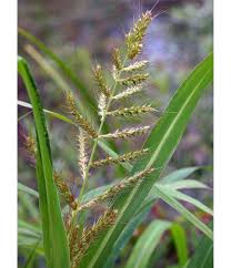 Image result for Echinochloa