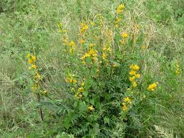 Image result for Senna hirsuta