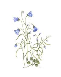 Pin By Heidi Hettema Mcclain On Swedish Art Bluebell Tattoo Blue Bell Flowers Bluebells