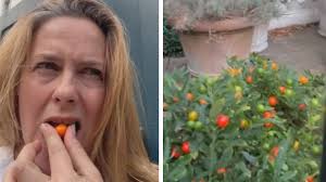 Woman Climbs Into Tiger Enclosure at New Jersey Zoo