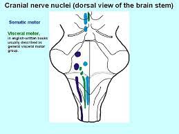Inspired with leonard 10 trigeminal complex of the brainstem is general sensory nucleus complex. Bookbrain Stem Nuclei A Laboratory Manual And Text Book Of Embryology Embryology The Brain 337 Alar Plate Is Greatly Thickened And Becomes The Anlage Of The Thalamus And Metathalamus The Latter