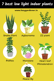 7 Best Low Light Indoor Plants In 2020 Plants Indoor Plants Low Light Indoor Plants