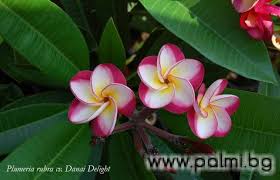 Plumeria Varieties For Season 2014 Plumeria Frangipani Seasons
