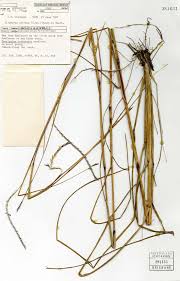 Image result for Elionurus tripsacoides