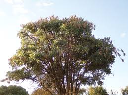 Image result for Erythrina livingstoniana