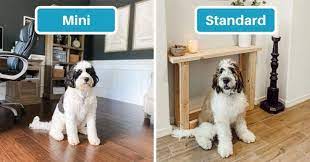 It, therefore, stands to reason that the st berdoodle is going to be a very large dog. Saint Berdoodle Size Full Grown How Big Do Saint Berdoodles Get Mini Standard