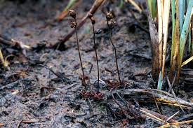 Image result for Nesaea linearis