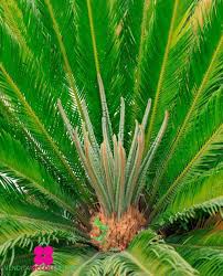 Image result for Cycas
