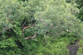 Image result for Pericopsis