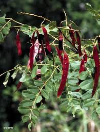 Image result for Albizia procera