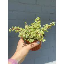 Image result for Aframomum wuerthii