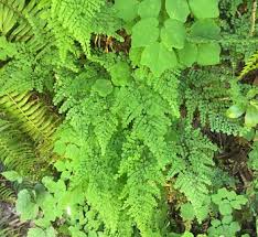 Image result for Pteridaceae