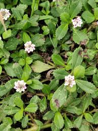 Image result for Phyla nodiflora
