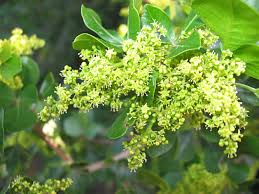 Image result for Searsia longipes