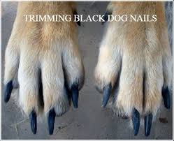 cutting black dog nails tips for
