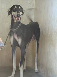 Kanni Wikipedia The Free Encyclopedia Dog Care Dog Breeds Grey Hound Dog Directory of dog breeders with puppies for sale and dogs for adoption. dog breeds