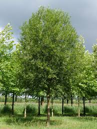 Image result for Salix