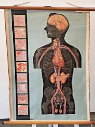 I like these pictures very much because they have the names of the parts and subparts, not just the main names. Original Vintage Scientific Anatomy Chart With Diagram Of Human Torso Antique Ebay