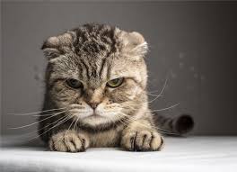 3 managing bad behavior in cats. Causes Of Sudden Aggression In Cats Petmd