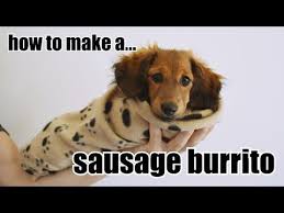 How To Make A Sausage Burrito Cute Dachshund Puppy Youtube Dachshund Puppy Dachshund Dachshund Puppy Miniature
