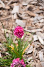 Gardening Tips In 2020 Low Water Gardening Plants Flower Photos