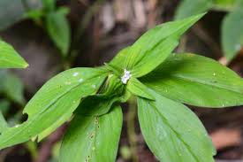 Image result for Spermacoce ocymoides