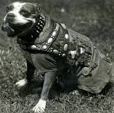 You are watching the movie sgt. Wwi Hero Bull Terrier Sgt Stubby Who Saluted Soldiers Warned Of Attack And Caught German Spies Set To Be Star Of Animated Film