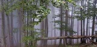 Central Balkan National Park 5 National Parks Nature Earth