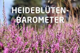 Bis 09.09., aber das ist natürlich immer von der gesamtwetterlage abhängig. Heidebluten Barometer Wann Bluht Die Heide Heide Barometer Luneburger Heide