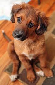 Cute Puppy Referenced By Whw1 Com Website Hosting Affordable Reliable Fast Easy Advanced And Complete Shepherd Mix Puppies Puppies Dogs And Puppies