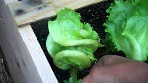 Picking iceberg lettuce at the right time ensures full head formation and optimum flavor. Harvesting Lettuce Continuous Harvesting Method Part 1 May 12 2011 Mp4 Youtube