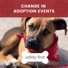 Maybe you would like to learn more about one of these? Ct Dog Rescue Dog Rescue Blog Dog Star Rescue
