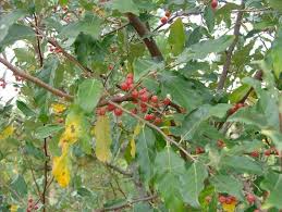 Wildcrafting Autumn Olive Berries Are Rich In Nutrients Color And Flavor Autumn Olive Berries Wildcrafting