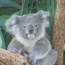 シャインくん コアラのお話後にずっと気になってたいつオスコアラのユーカリ交換してるのか教えてもらった少し前のシャインくん並みにシャイなのか 埼玉県こども動物自然公園 scz コアラ koala koala bear koala marsupial koala