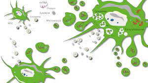 Lyme Disease Anova Irm Germany