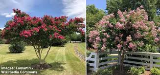 White crape myrtles available as miniatures, dwarves, medium height or standard trees. Crape Myrtle Bushes Types And Care With Pictures