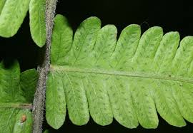Image result for Christella dentata