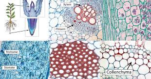 Children dread memorizing odd names of plant cell organelles in order to pass a quiz. Types Of Plant Cell Definition Structure Functions Diagrams