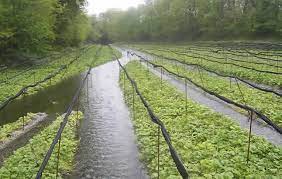 Wasabi requires similar temperature growing conditions to other cool season crops such as lettuce and other salad greens (50 to 72°f, 10 to 22° warmer growing conditions with result in leaf wilting, reduced growth rates and eventually death of the wasabi plant. Your