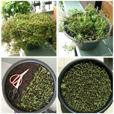 Maybe you would like to learn more about one of these? Rahsia Ros Jepun Merimbun Penuh Sepasu Keluarga