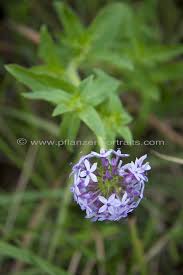 Image result for Pentanisia prunelloides