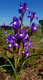 Image result for Moraea schimperi