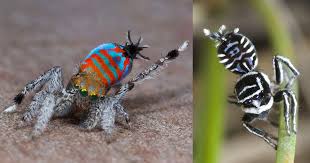 Two Vividly Marked Peacock Spider Species Nicknamed Sparklemuffin And Skeletorus Discovered In Queensland Spider Species Species Bright Patterns