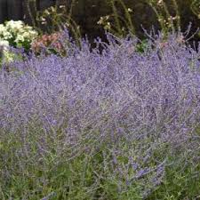 Image result for Perovskia atriplicifolia lacey blue lisslitt photo