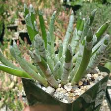 Image result for Senecio sp.no.3