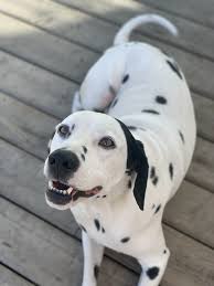 Earn points & unlock badges learning, sharing & helping adopt. Dalmatian For Adoption In Fort Mcmurray Ab All Supplies Included Adopt Snoopy