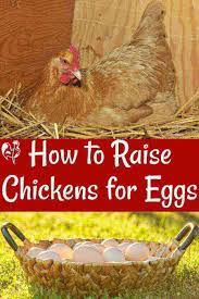 Raising Chickens For Eggs Basic Requirements