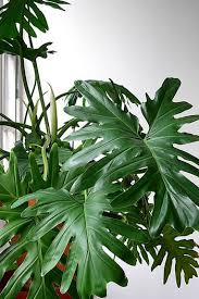 House Plant Identification Identifying House Plants Plants Tropical House Plants